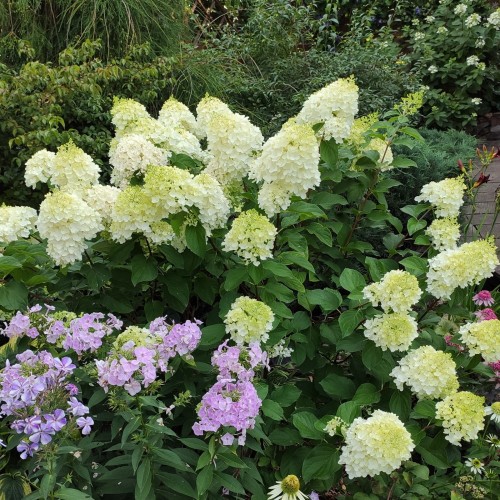 Hydrangea paniculata 'Silver Dollar' - Aedhortensia 'Silver Dollar' C5/5L